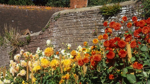 Dahlias flowering in a range of orange shades against an old brick wall